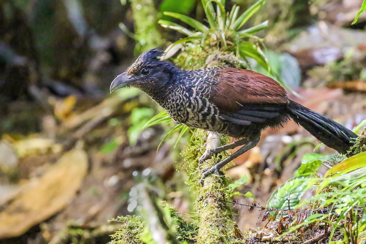 Banded Ground-Cuckoo - ML408280911