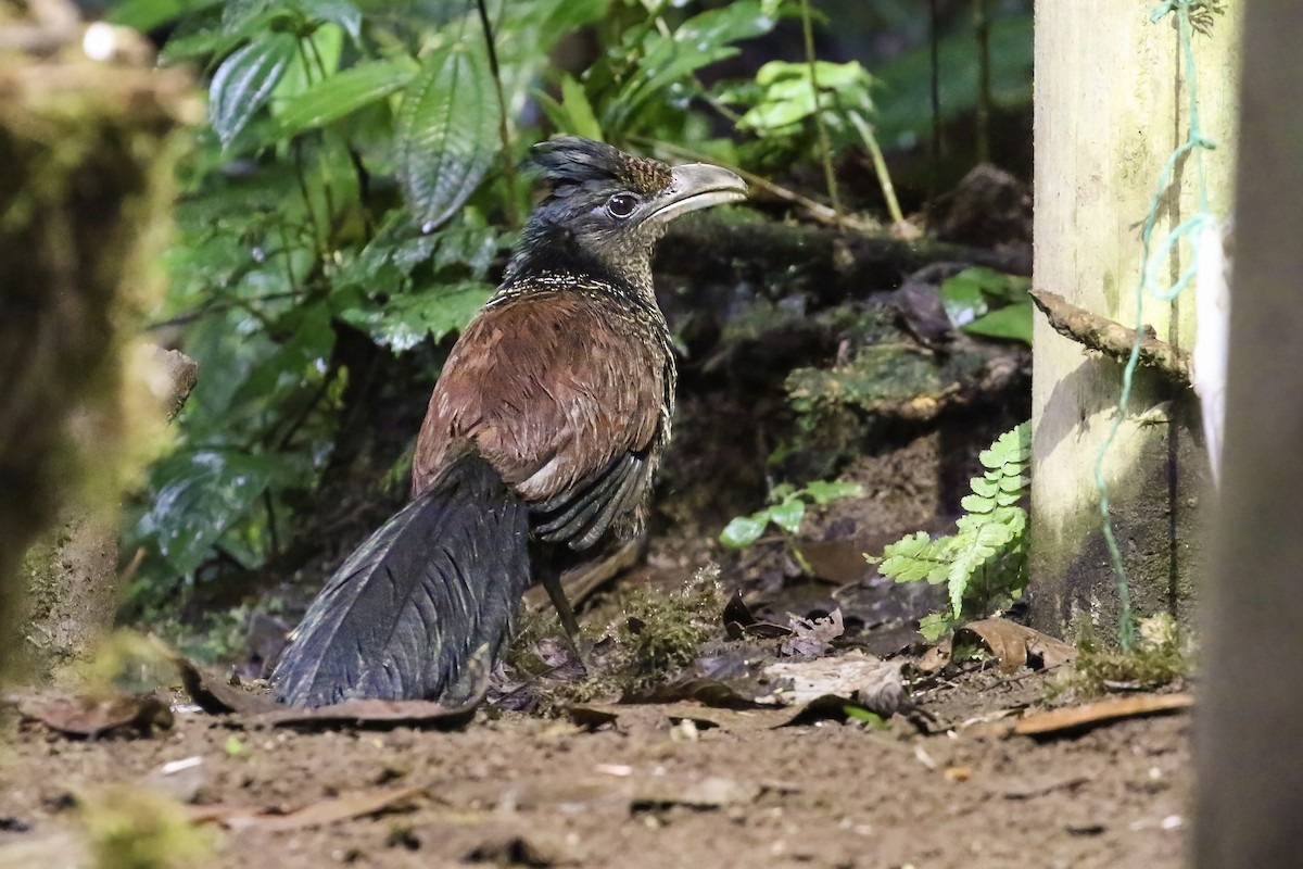 Banded Ground-Cuckoo - ML408280941