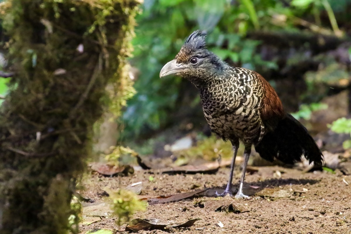 Banded Ground-Cuckoo - ML408280991