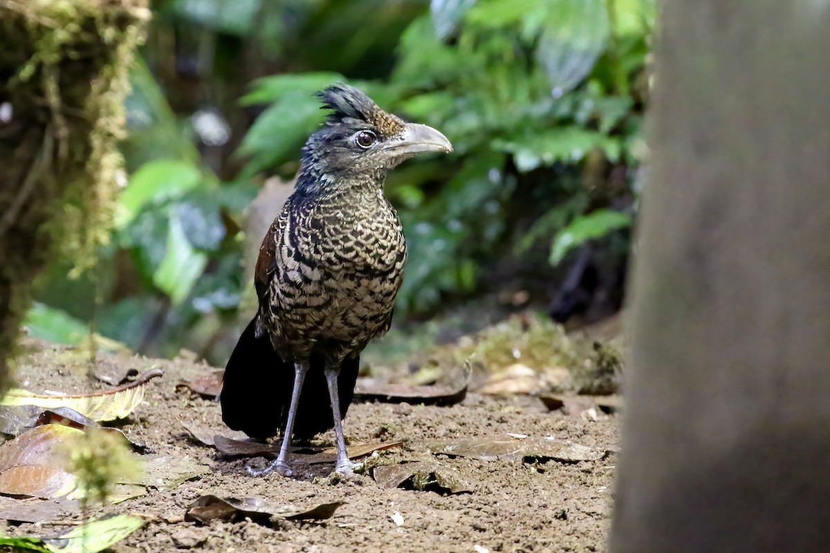 Banded Ground-Cuckoo - ML408281041