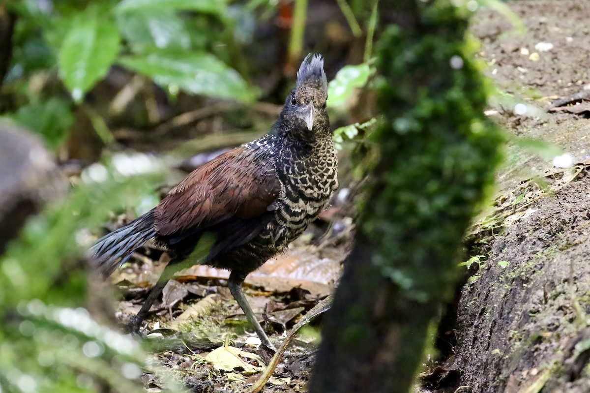 Banded Ground-Cuckoo - ML408281091