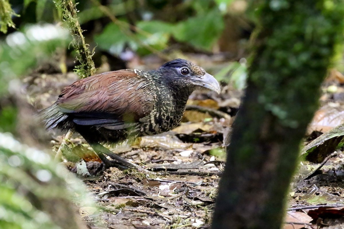 Banded Ground-Cuckoo - ML408281111