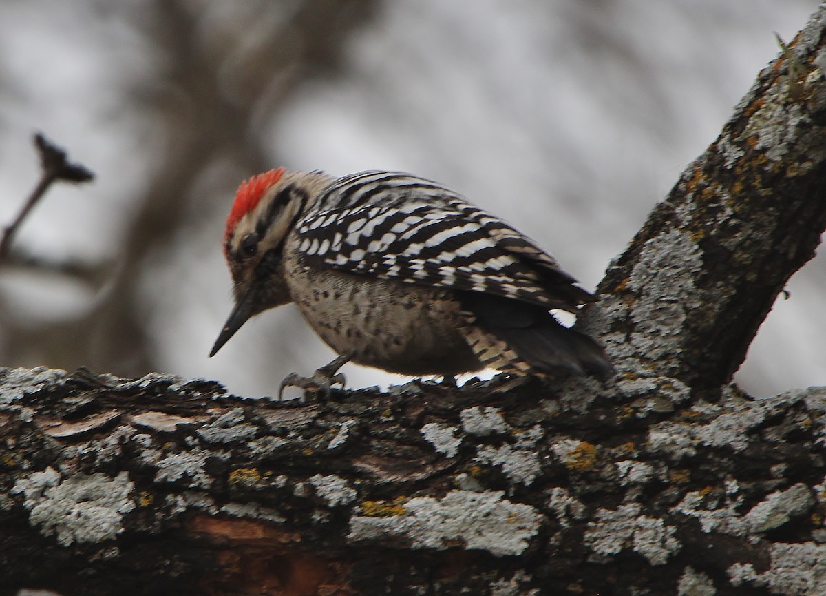 Ladder-backed Woodpecker - Tripp Davenport