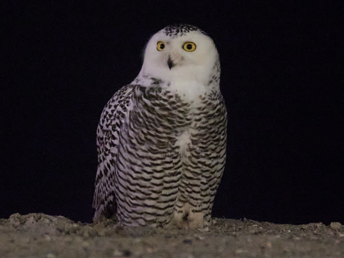 Snowy Owl - ML408284381