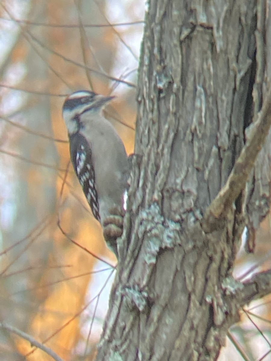 Downy Woodpecker - ML408284651