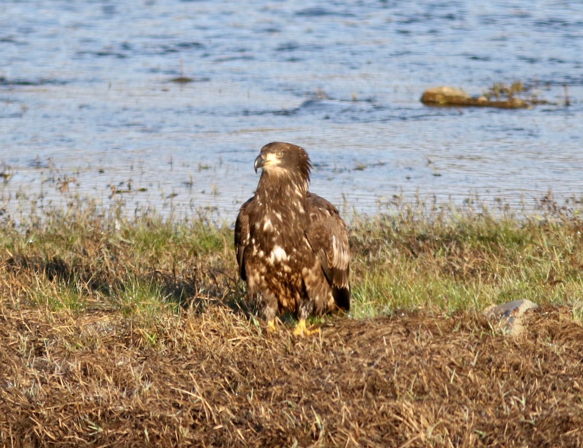 Bald Eagle - Nora Papian