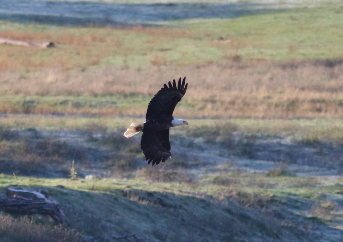 Bald Eagle - ML408284871