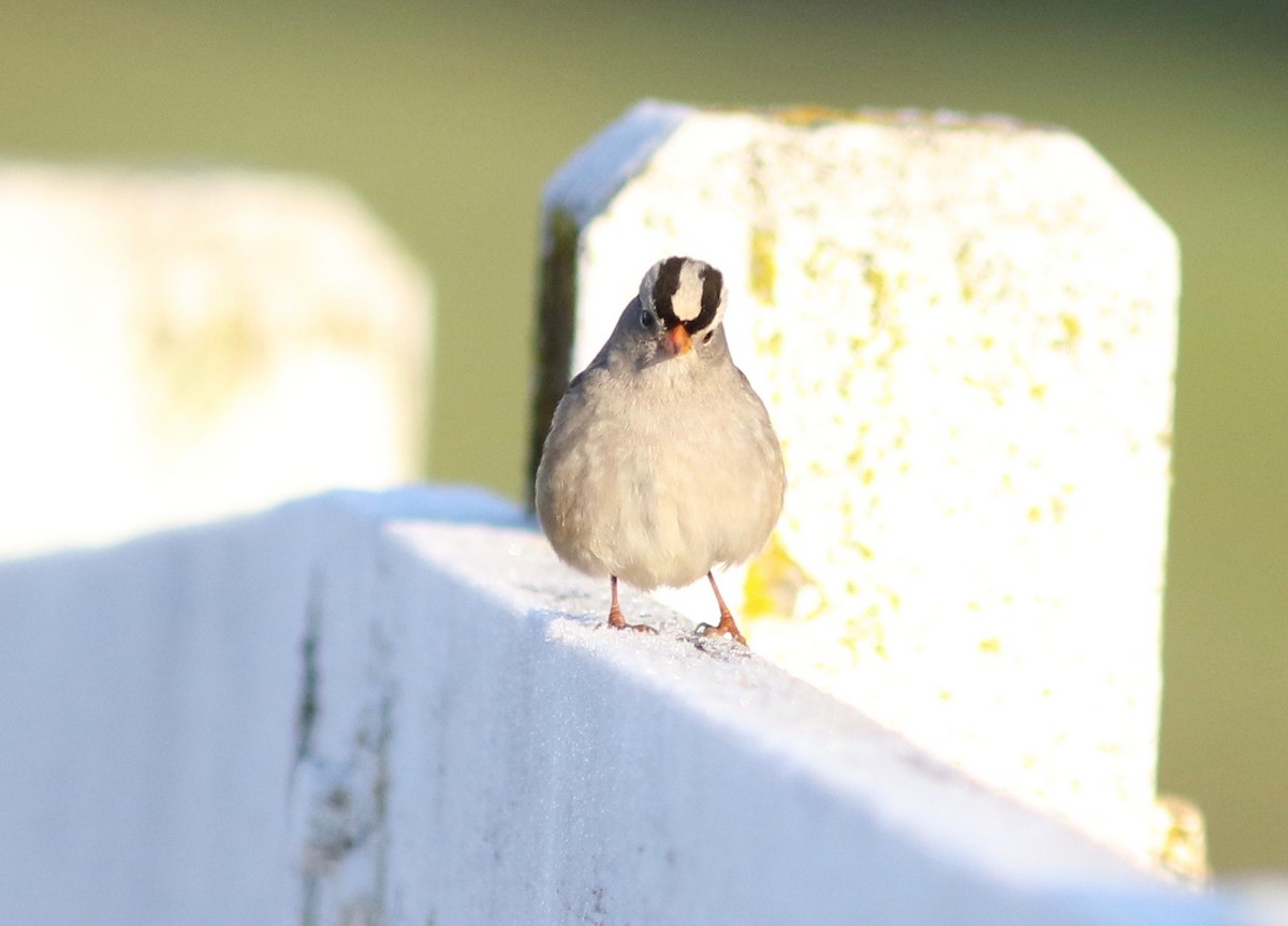 White-crowned Sparrow (Gambel's) - ML408284911