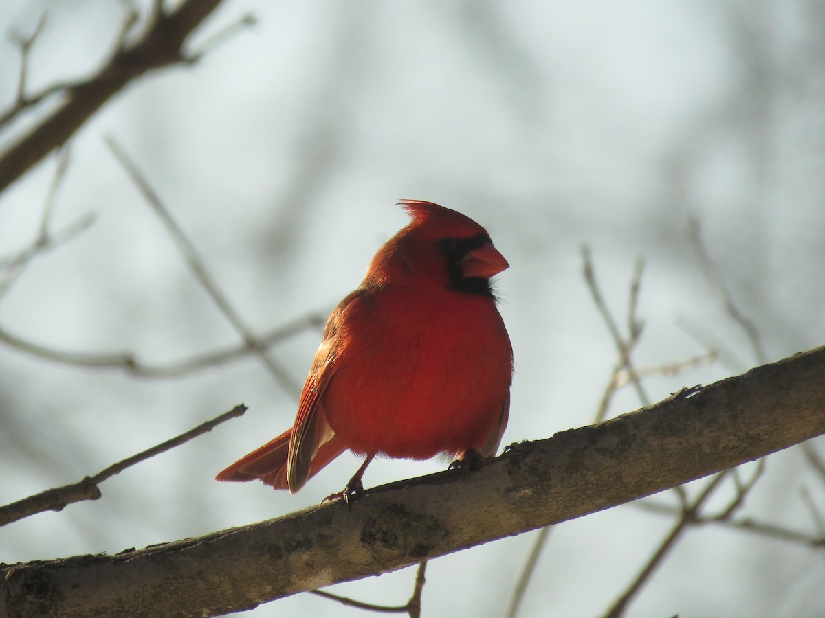 Cardinal rouge - ML408285541