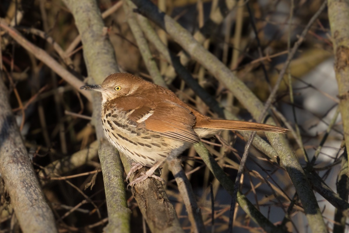 Brown Thrasher - Old Bird