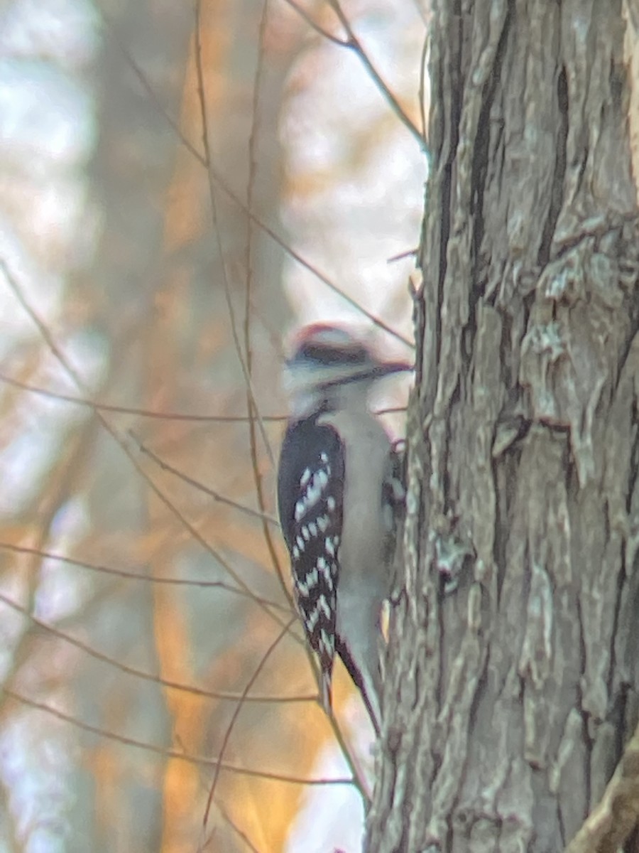 Downy Woodpecker - ML408286161