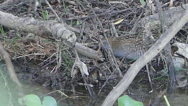 カオグロクイナ - ML408286421