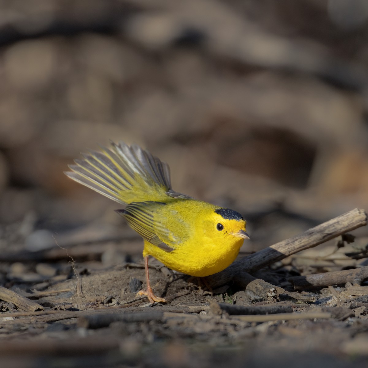 Wilson's Warbler (pileolata) - Graham Schmidt