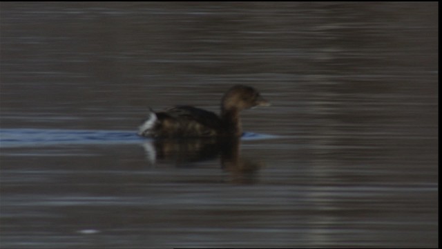 Pied-billed Grebe - ML408288