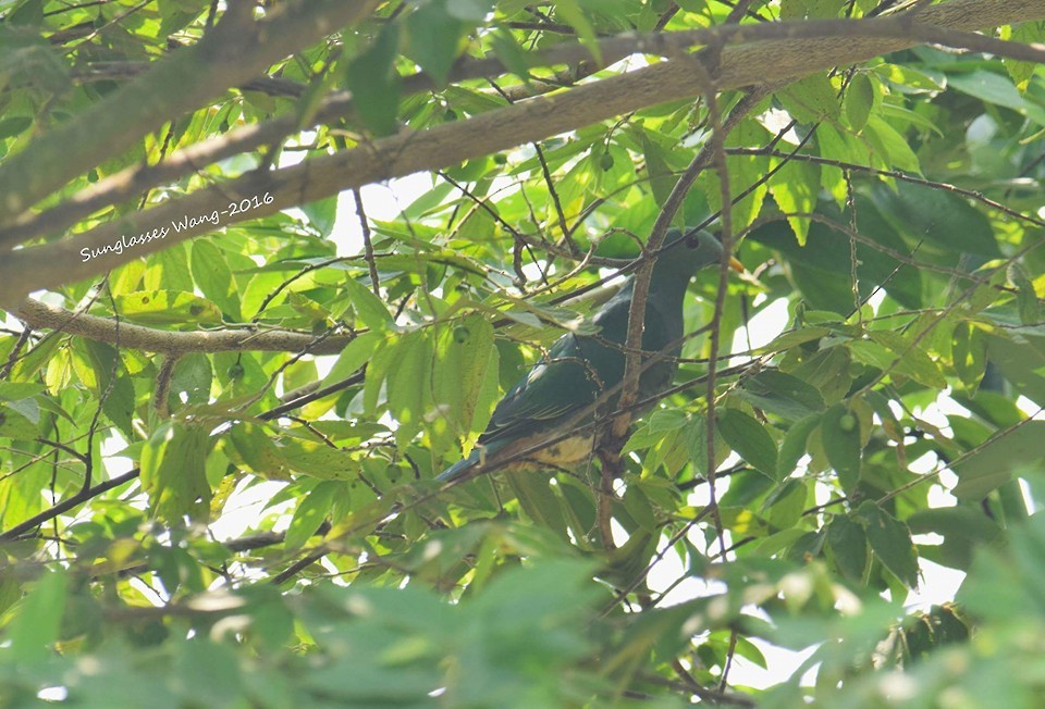 Black-chinned Fruit-Dove - ML408290811