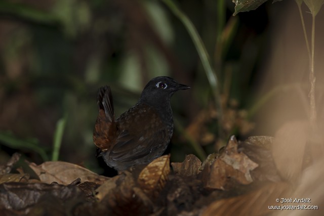 Black-headed Antthrush - ML40829211