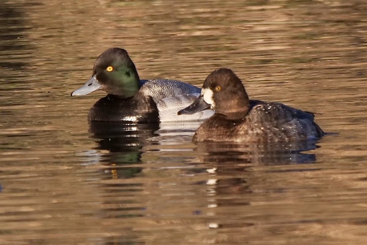 Lesser Scaup - Jeff Osborne