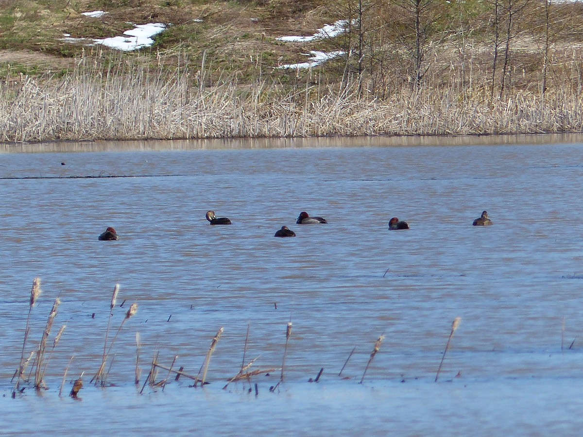 Rotkopfente - ML408292621