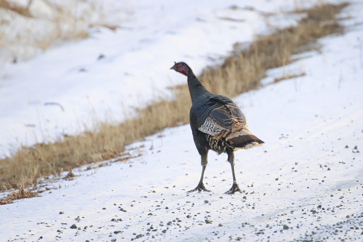 Wild Turkey - Anne Auclair  Moe