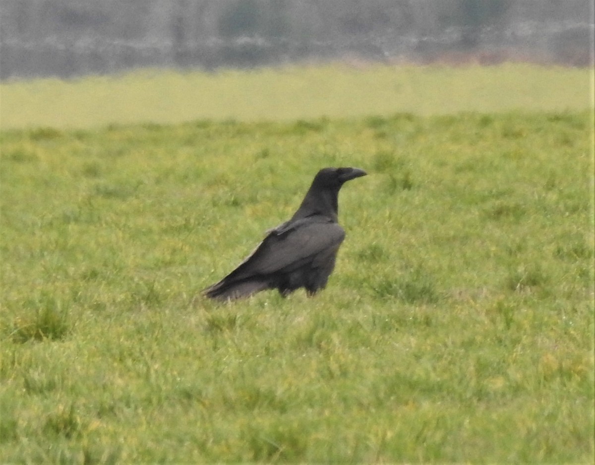 Хон хэрээ - ML408295491