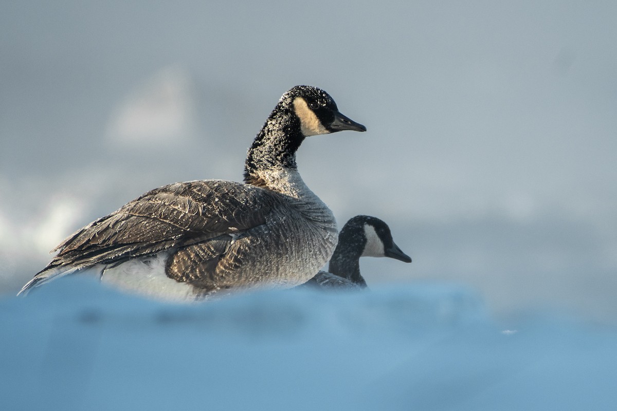 Canada Goose - ML408296221