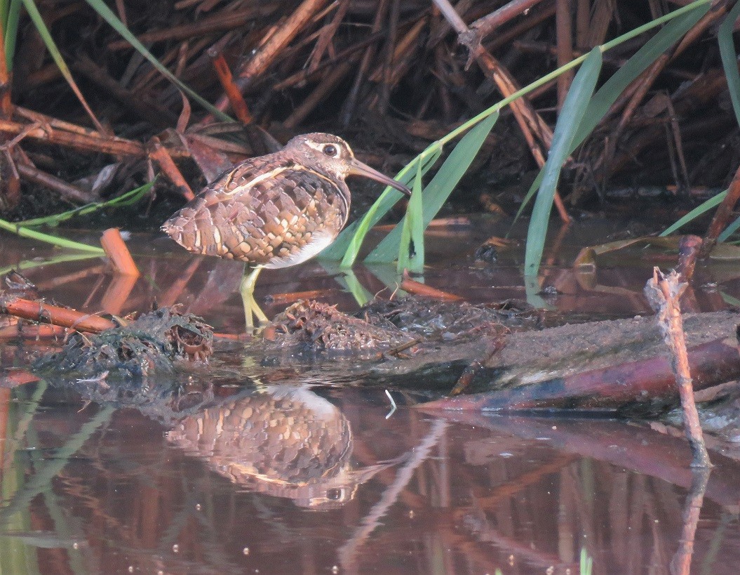 Greater Painted-Snipe - ML408296401
