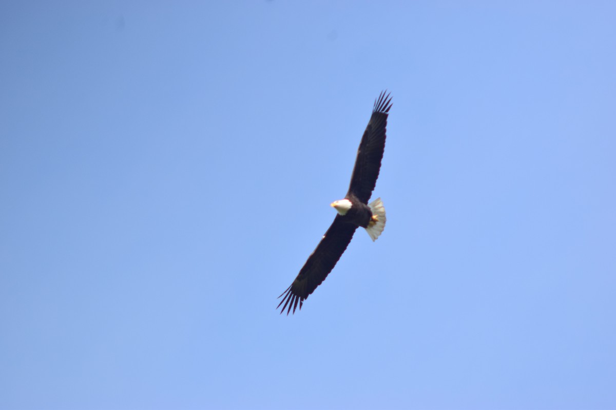 Weißkopf-Seeadler - ML408296711