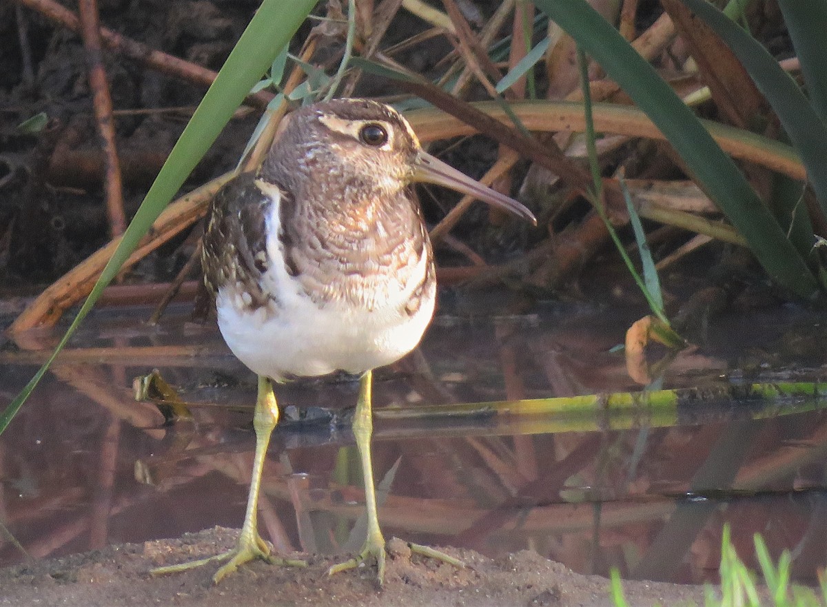 Greater Painted-Snipe - ML408296801