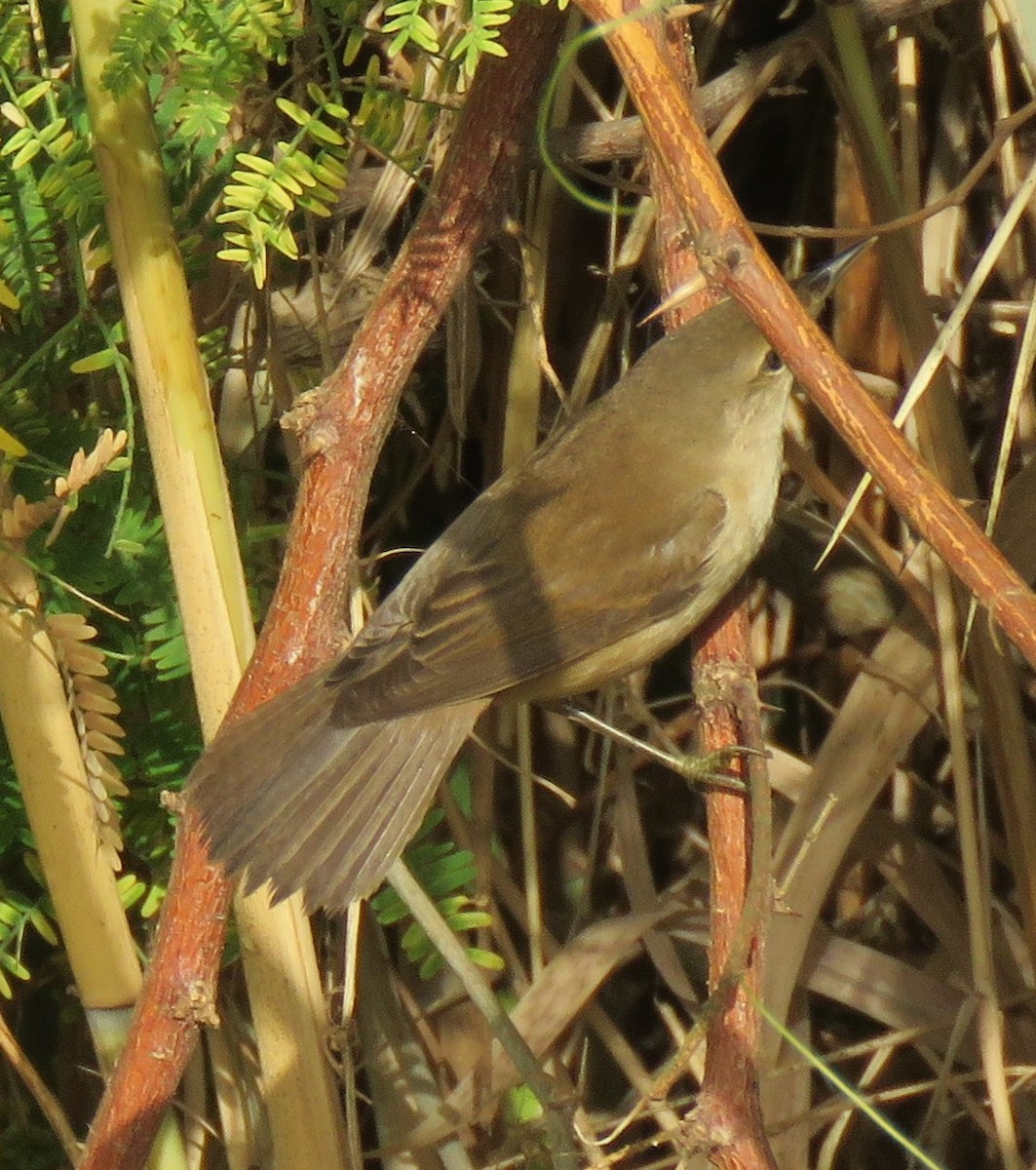 Common Reed Warbler - ML408297101