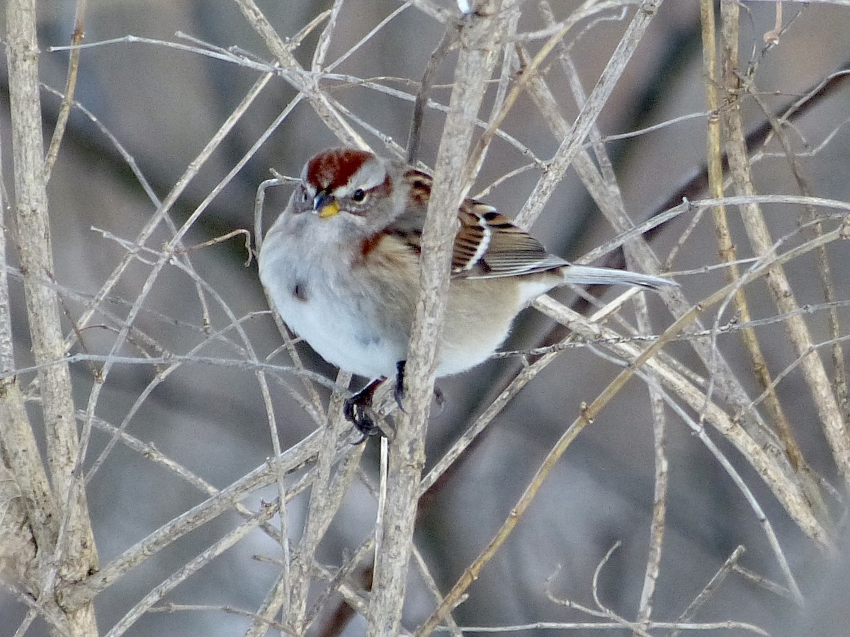 American Tree Sparrow - ML408297321