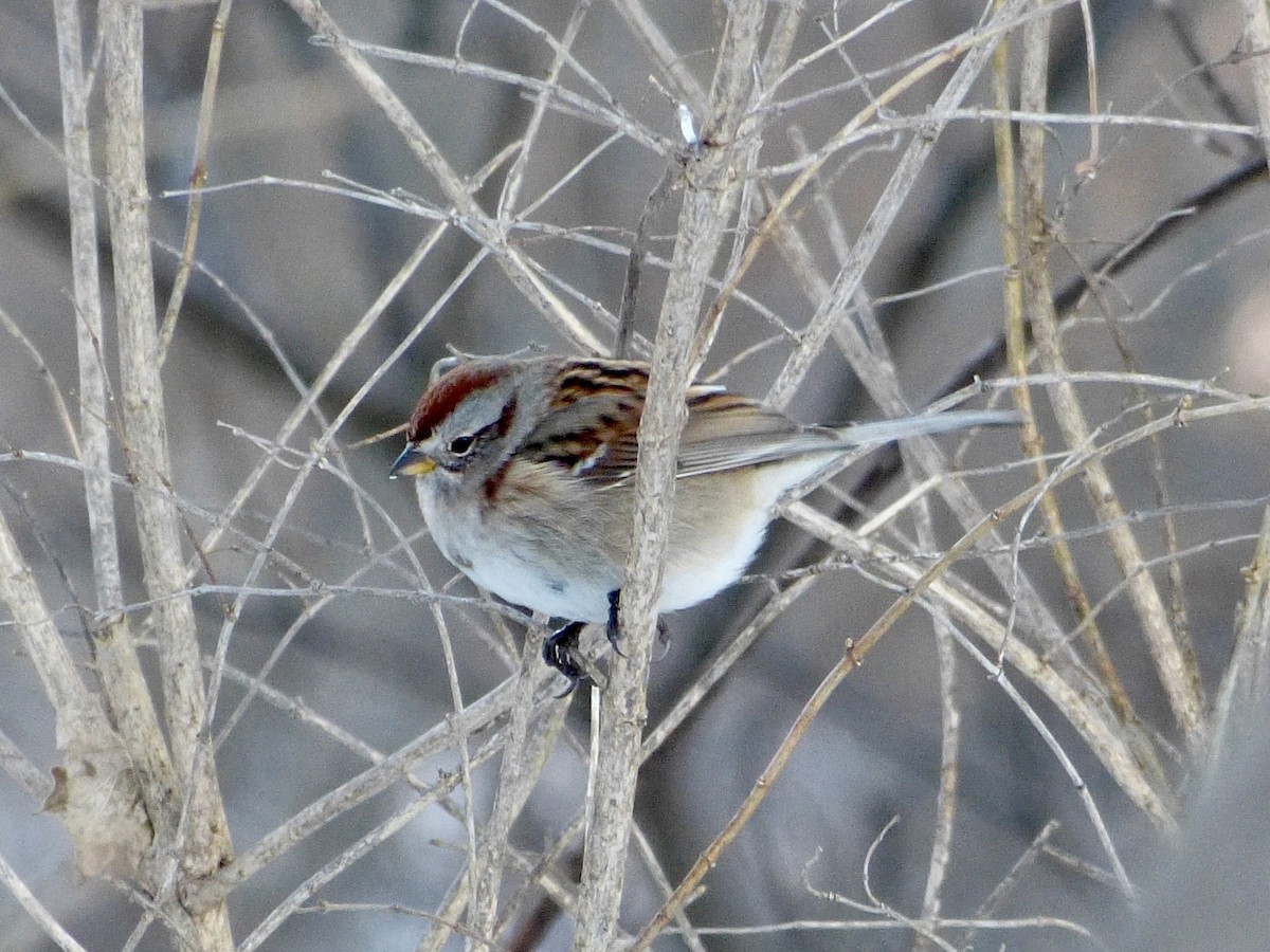 American Tree Sparrow - ML408297331