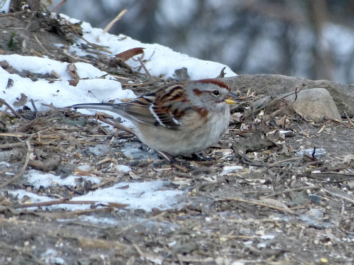 American Tree Sparrow - ML408297341
