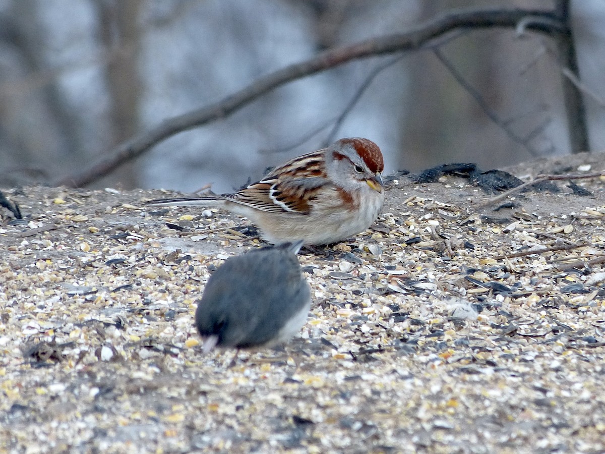 American Tree Sparrow - ML408297351