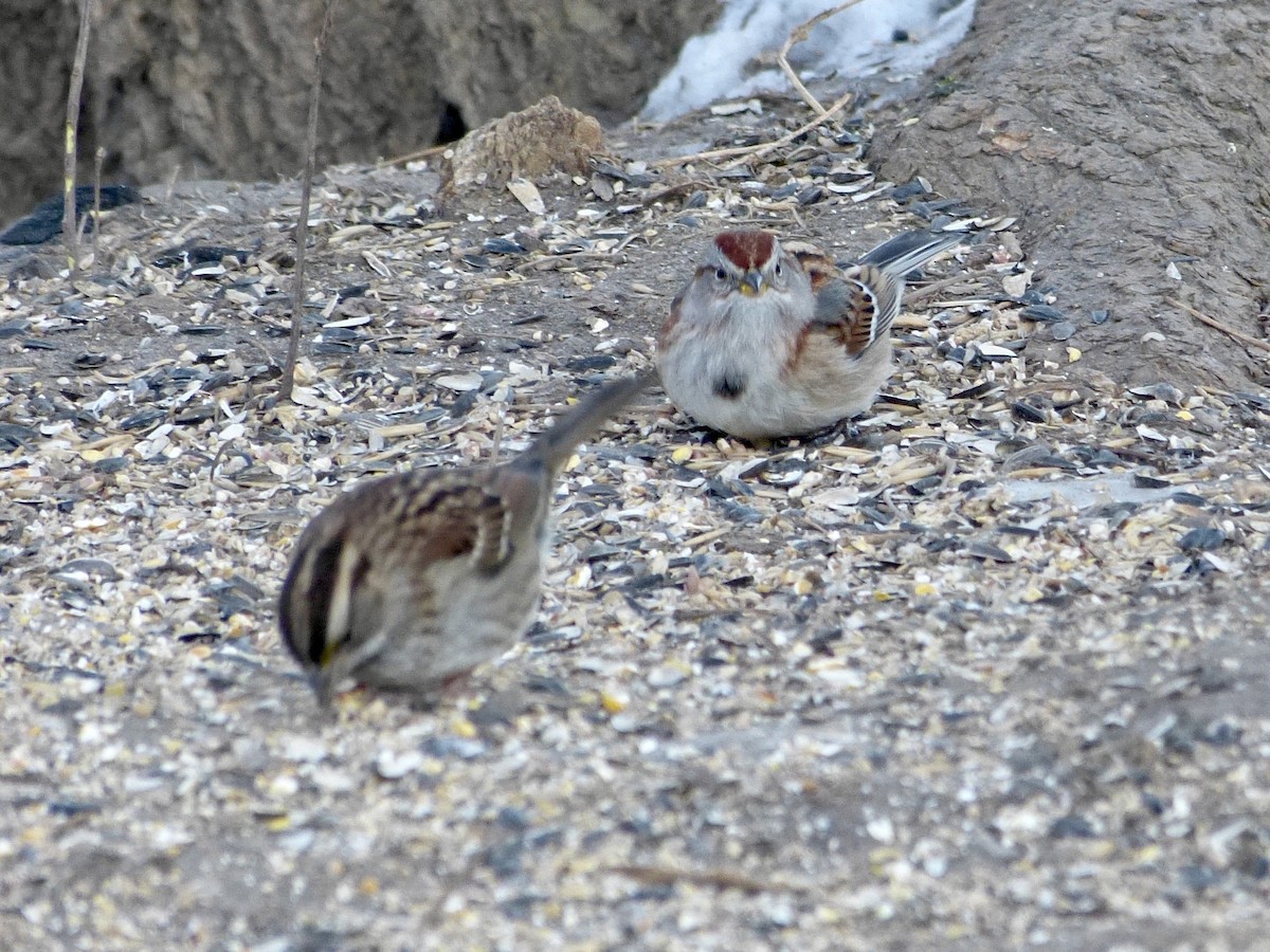 American Tree Sparrow - ML408297361