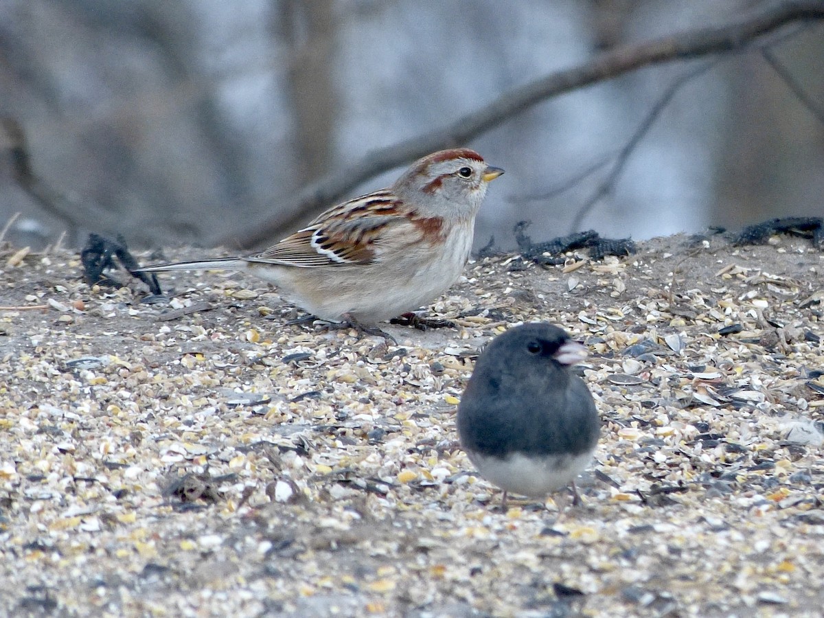 American Tree Sparrow - ML408297371