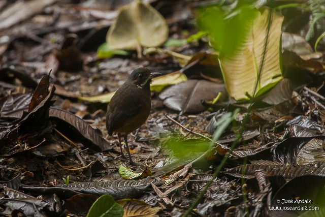 Moustached Antpitta - ML40829741