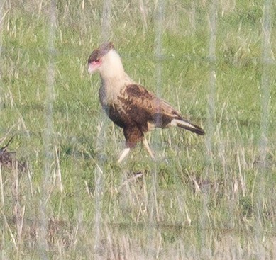 Crested Caracara (Northern) - ML408297411