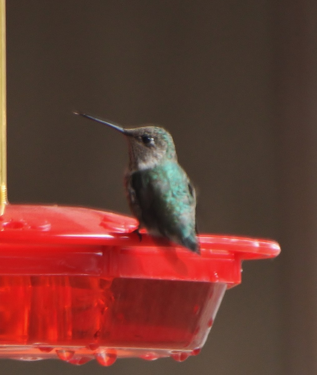 Anna's Hummingbird - ML408297561