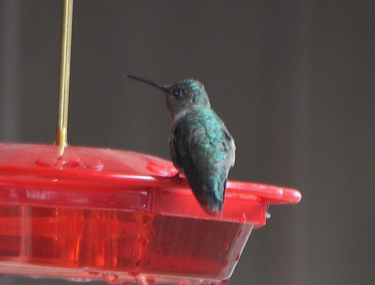 Anna's Hummingbird - ML408297591