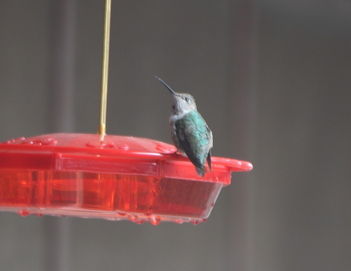 Anna's Hummingbird - ML408297601