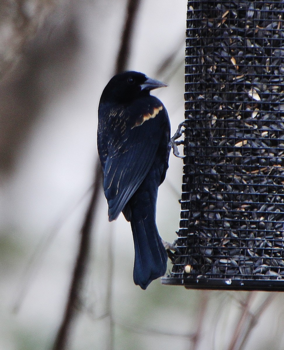 Red-winged Blackbird - ML408297641