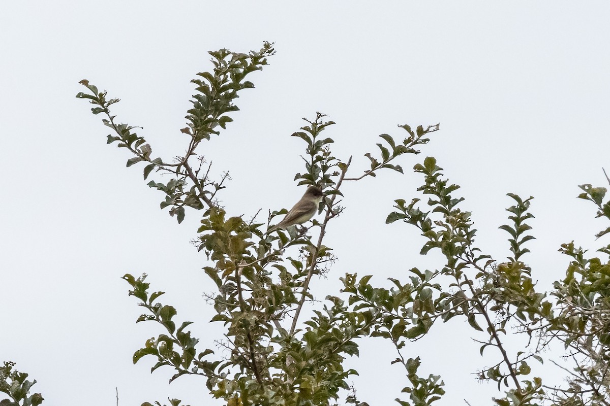 Eastern Phoebe - Jason Page