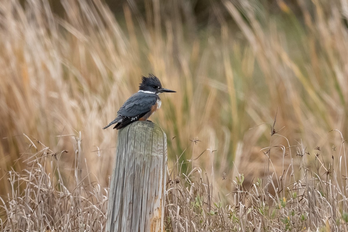 Belted Kingfisher - ML408297931