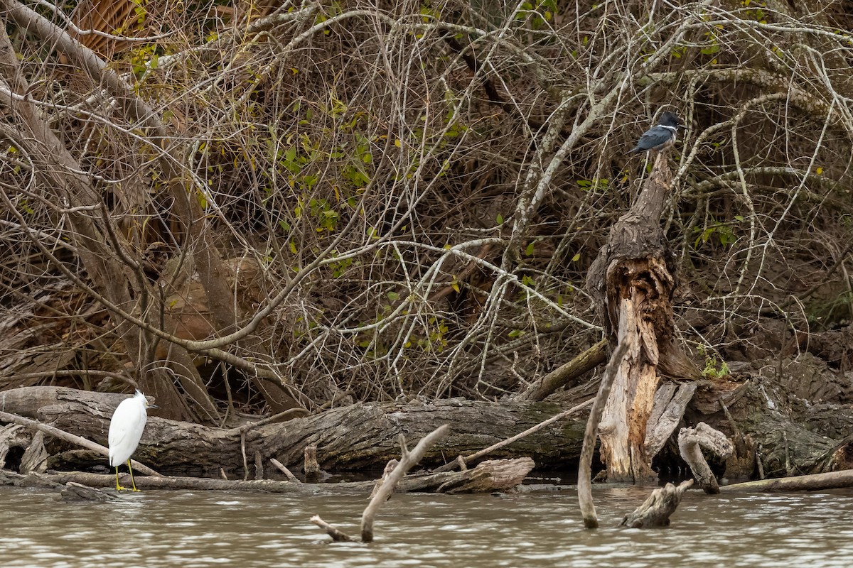 Belted Kingfisher - ML408297941