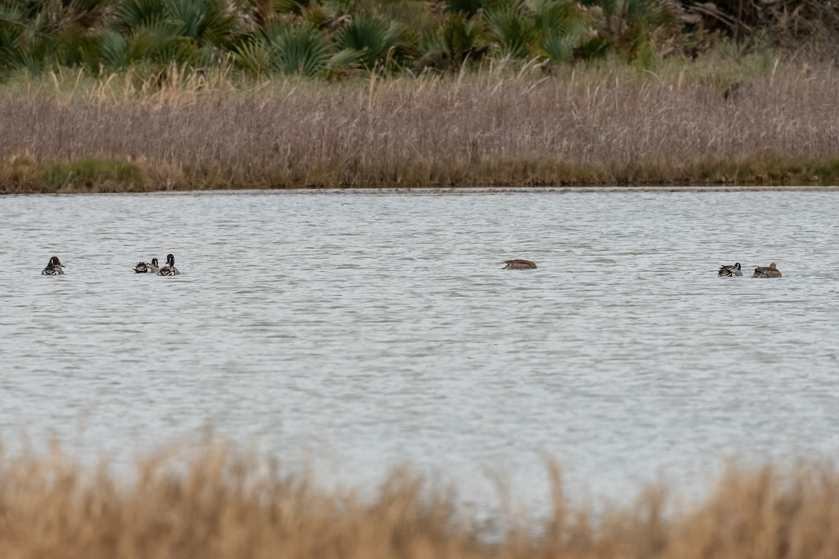 Northern Pintail - ML408298141