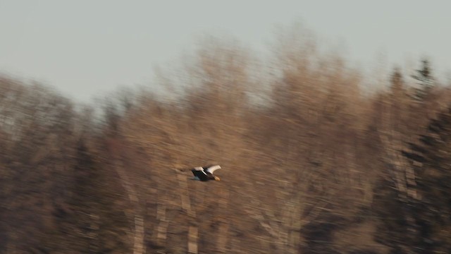 Steller's Sea-Eagle - ML408298651