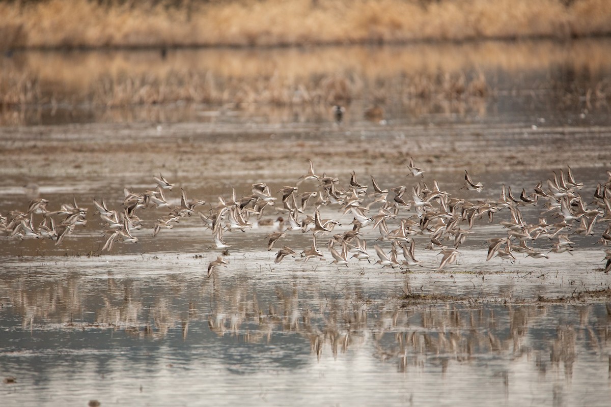 Dunlin - Candice Johns