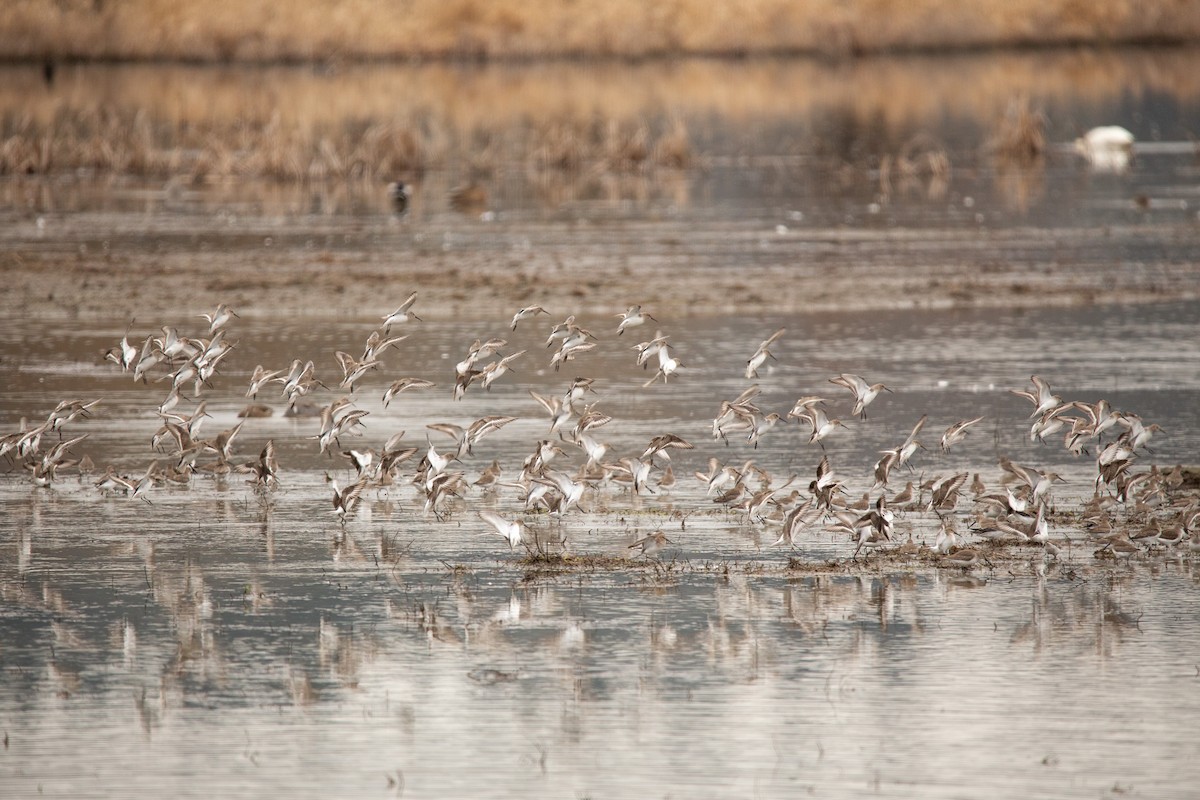 Dunlin - Candice Johns