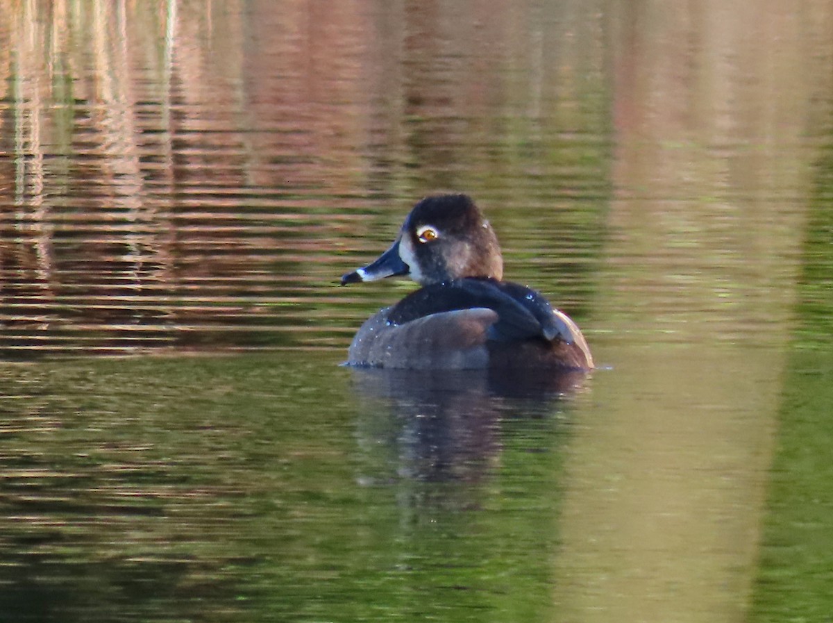 Ring-necked Duck - ML408300881