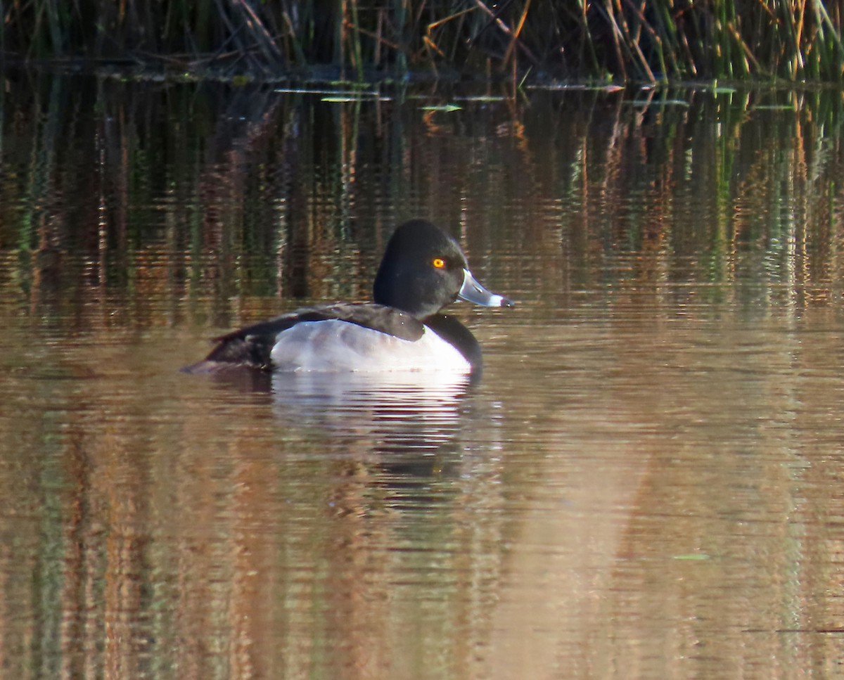 Ring-necked Duck - ML408300941